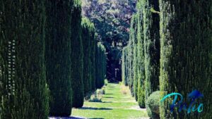 best trees for privacy