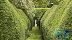 evergreen shrubs for privacy from neighbours 