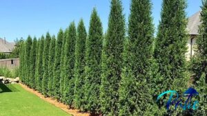 best trees for privacy