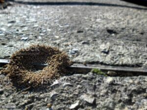 how to get rid of ants between patio bricks