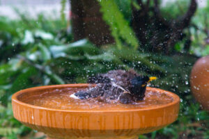how to keep birdbath water clean