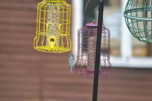 Squirrel-proof your bird feeder