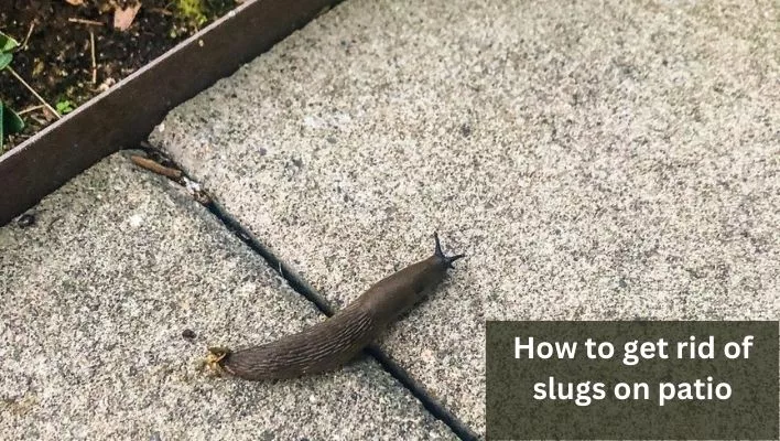 how to get rid of slugs on patio